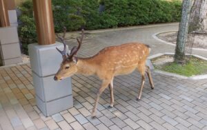 宮島の鹿(広島県廿日市市)