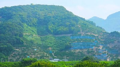 有田付近の、広大なみかん畑（紀勢本線）（和歌山県）