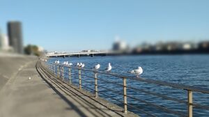 鶴見川(神奈川県横浜市鶴見区)