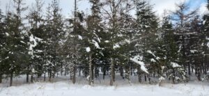 函館本線・冬の景色(北海道)