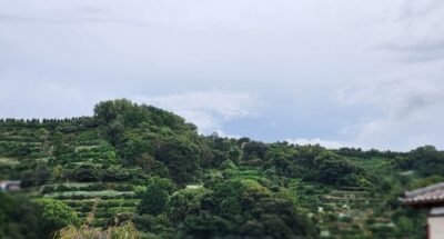 沼津・西浦のみかん畑（静岡県沼津市）