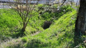 かつてこの旧草津川を、自然の水が流れていた。しかし現在は川のルート変更工事により、新しい草津川を流れている（滋賀県草津市）