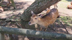 神様として信仰の対象となってきた、奈良のシカさん(奈良県奈良市)