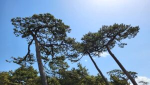 かつて若山牧水が愛した、沼津・千本松原（静岡県沼津市）