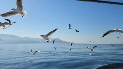 ひっきりなしにエサを求めて飛んでくるカモメ（静岡県）
