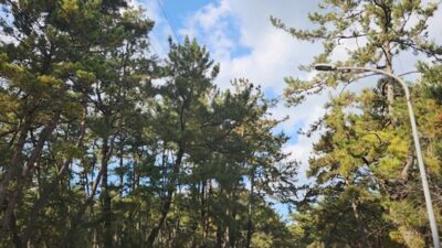 虹の松原（佐賀県唐津市）