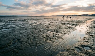 有明海の干潟（画像はあくまでAIによるイメージです）【島原半島関連】