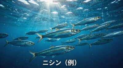 かつてのニシン漁のイメージ(画像はあくまでAIによるイメージです。)